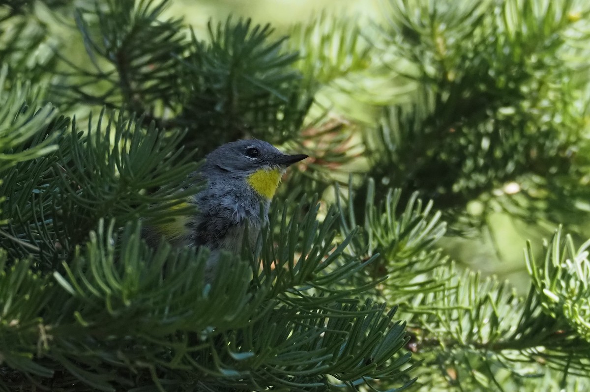 Yellow-rumped Warbler (Audubon's) - ML639175387