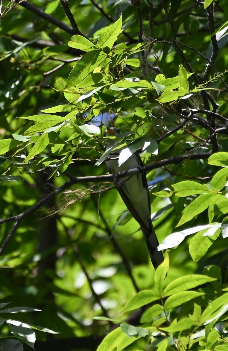 Yellow-billed Cuckoo - ML639175395