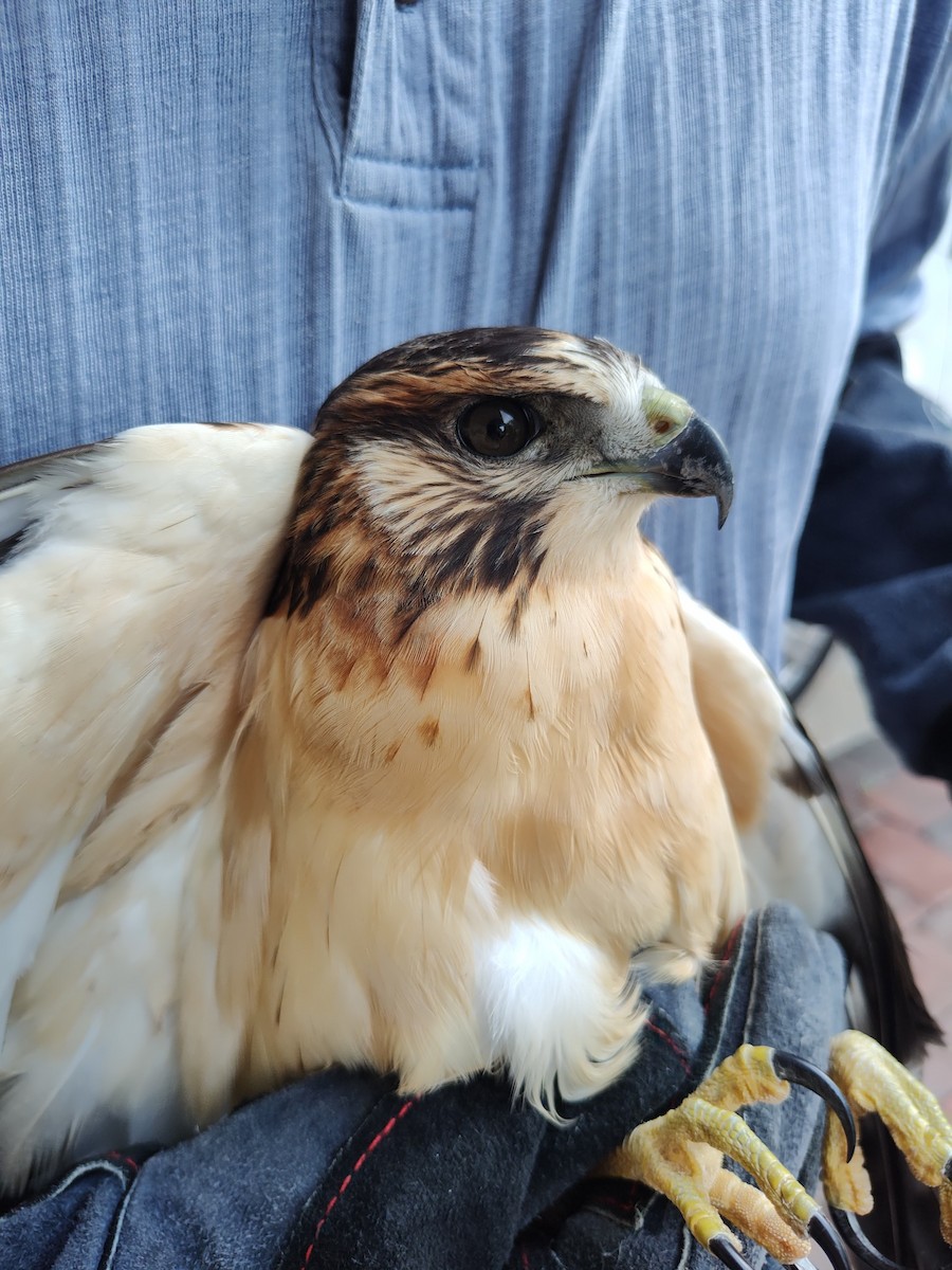 Short-tailed Hawk - ML639175398