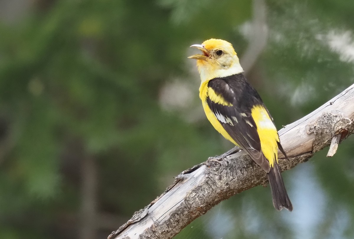 Western Tanager - ML639175402