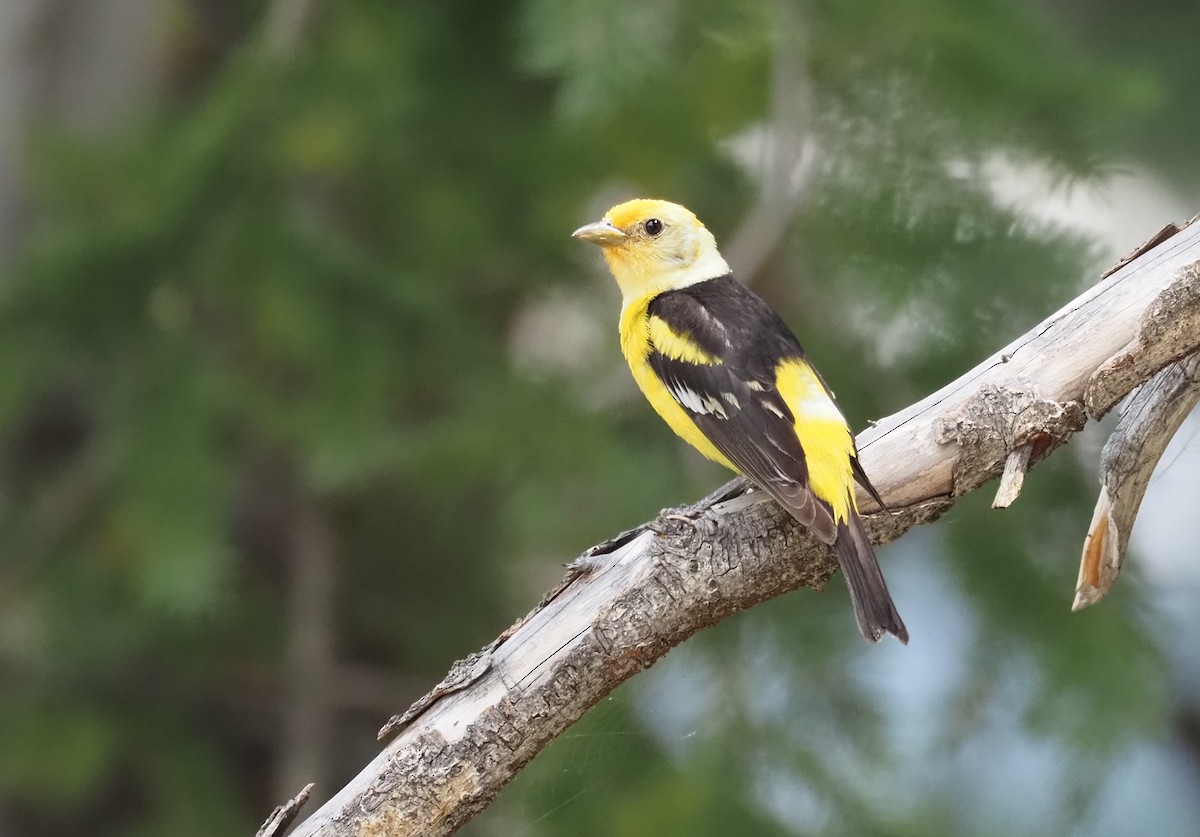 Western Tanager - ML639175403