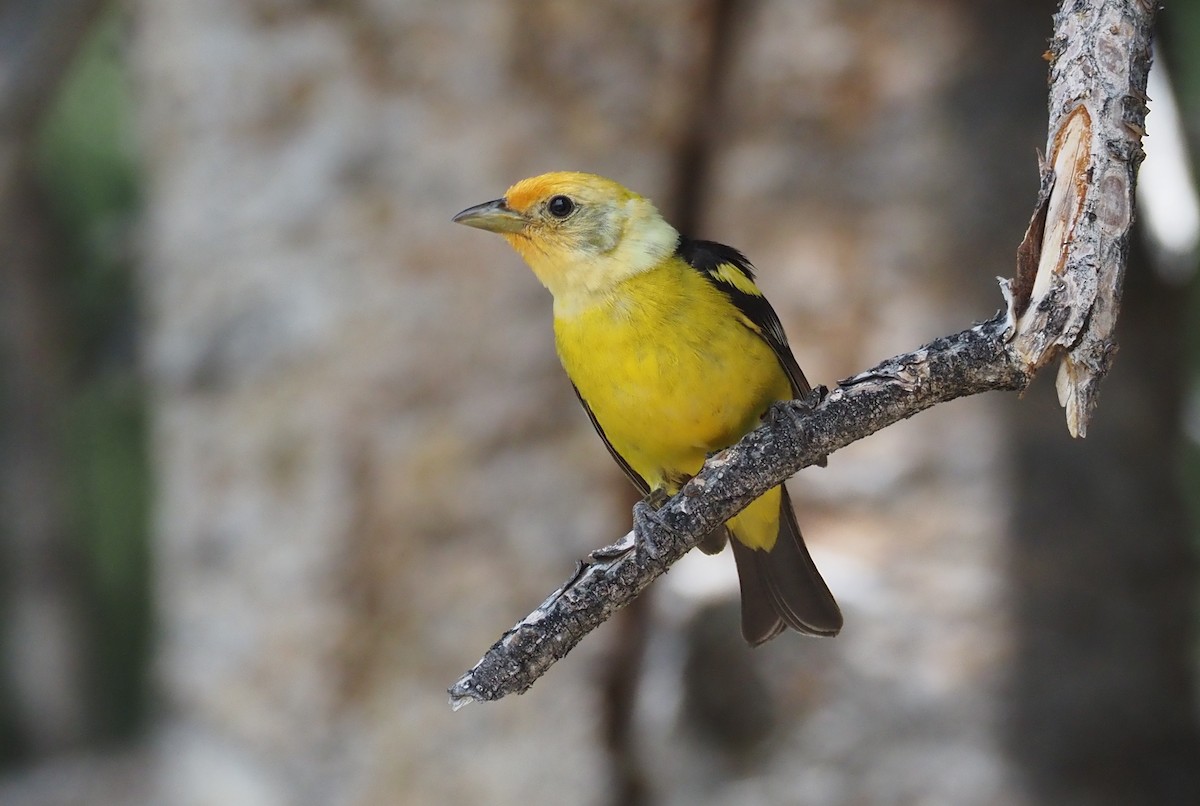 Western Tanager - ML639175404