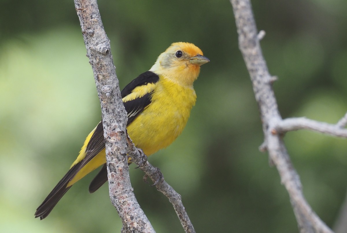 Western Tanager - ML639175413