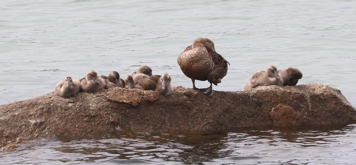 Common Eider - ML639175517