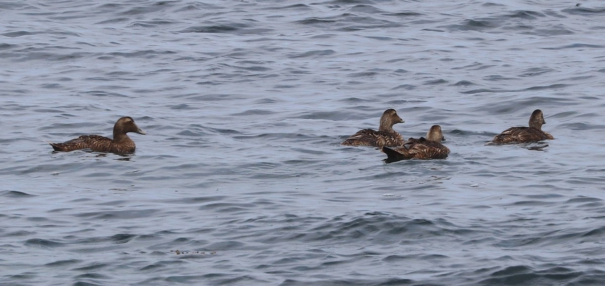 Common Eider - ML639175522