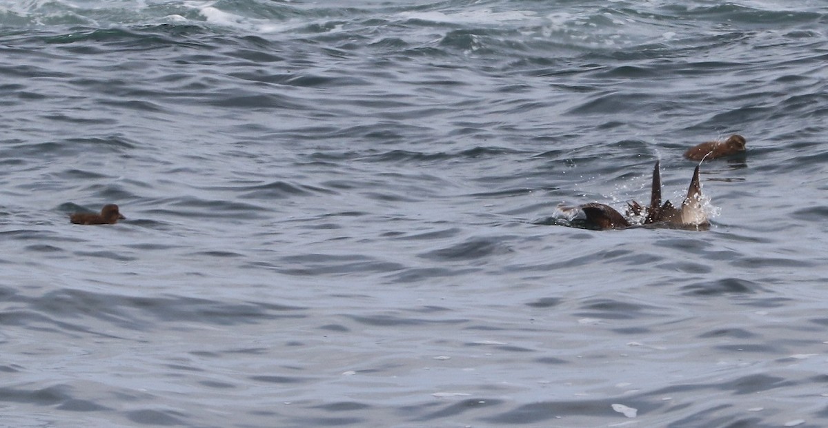 Common Eider - ML639175526