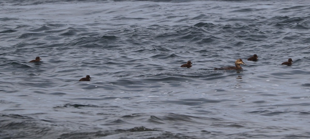 Common Eider - ML639175527