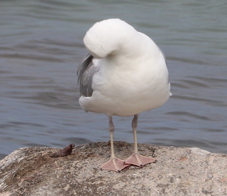 American Herring Gull - ML639175555
