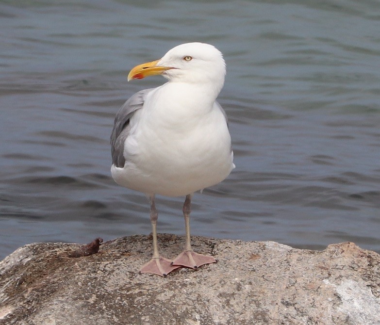 American Herring Gull - ML639175556
