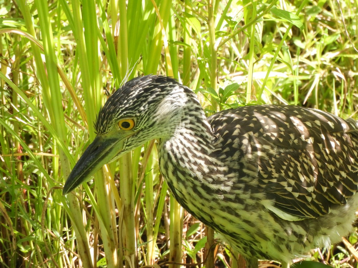 Yellow-crowned Night Heron - ML639175572