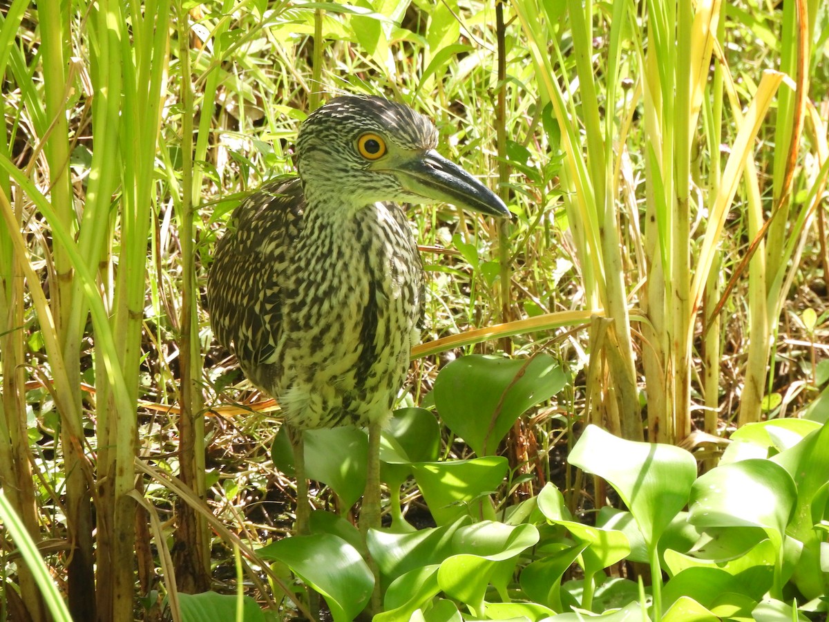 Yellow-crowned Night Heron - ML639175576