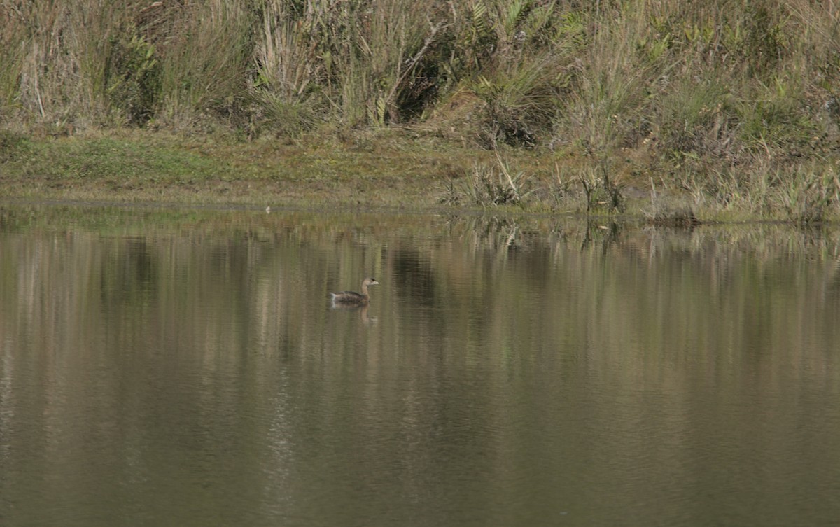 Pied-billed Grebe - ML639175617