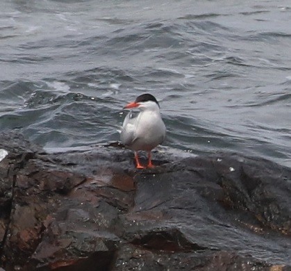 Common Tern - ML639175626