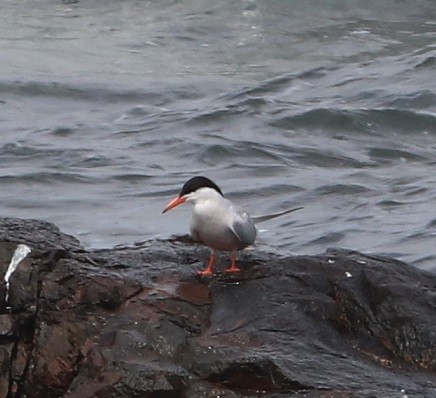 Common Tern - ML639175627