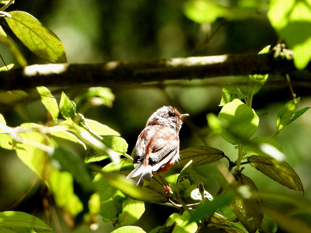 Pink-headed Warbler - ML639175632