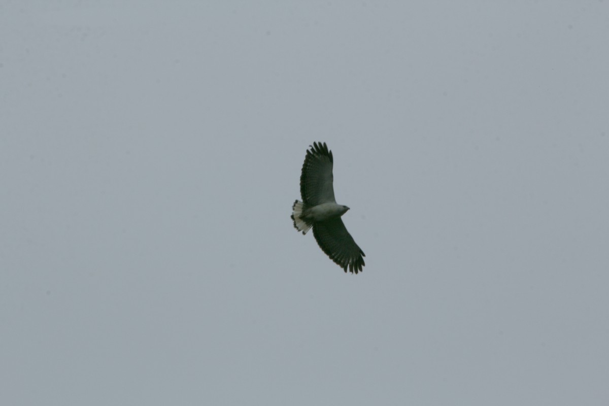White-necked Hawk - ML639175633