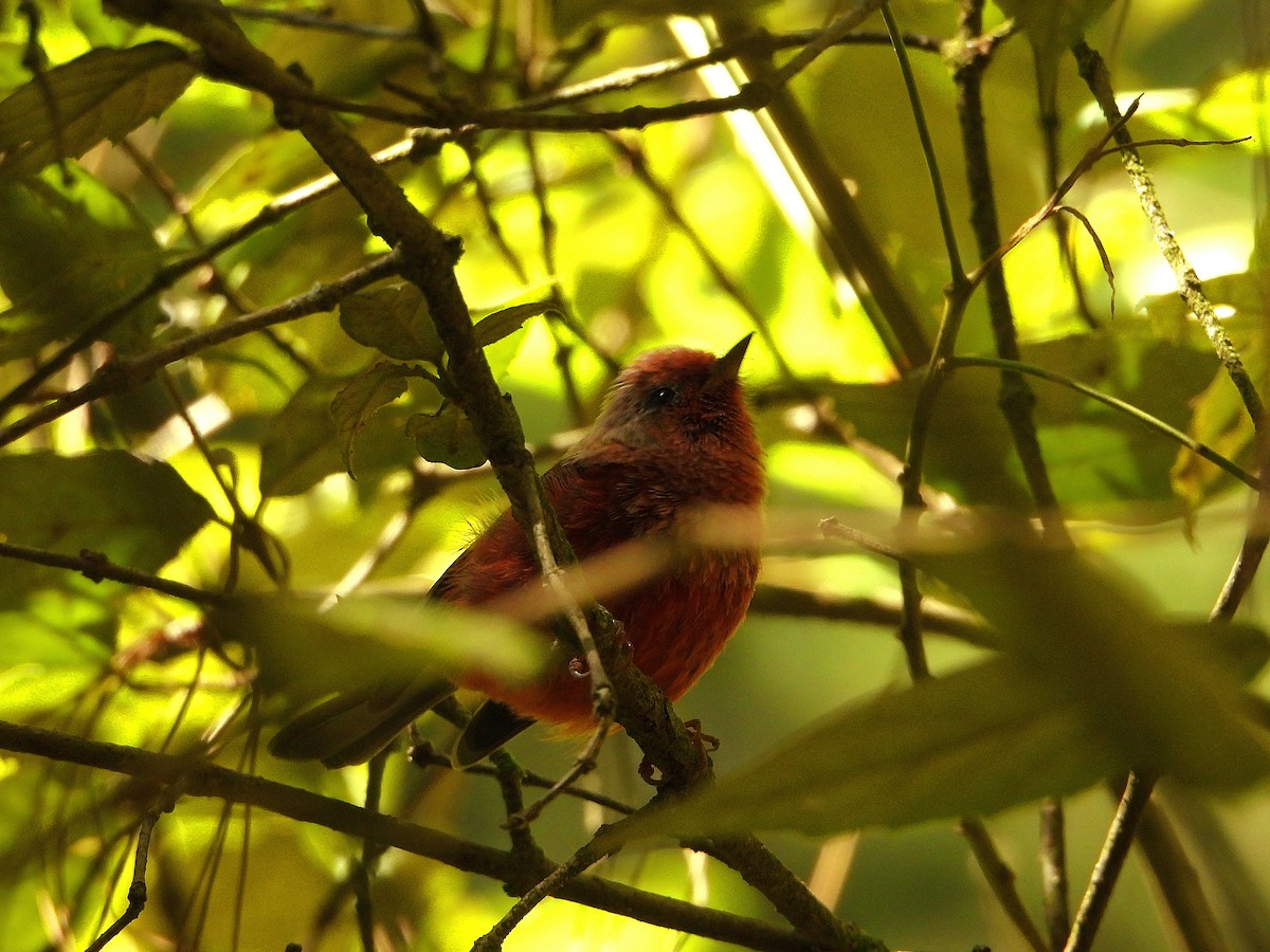 Pink-headed Warbler - ML639175637