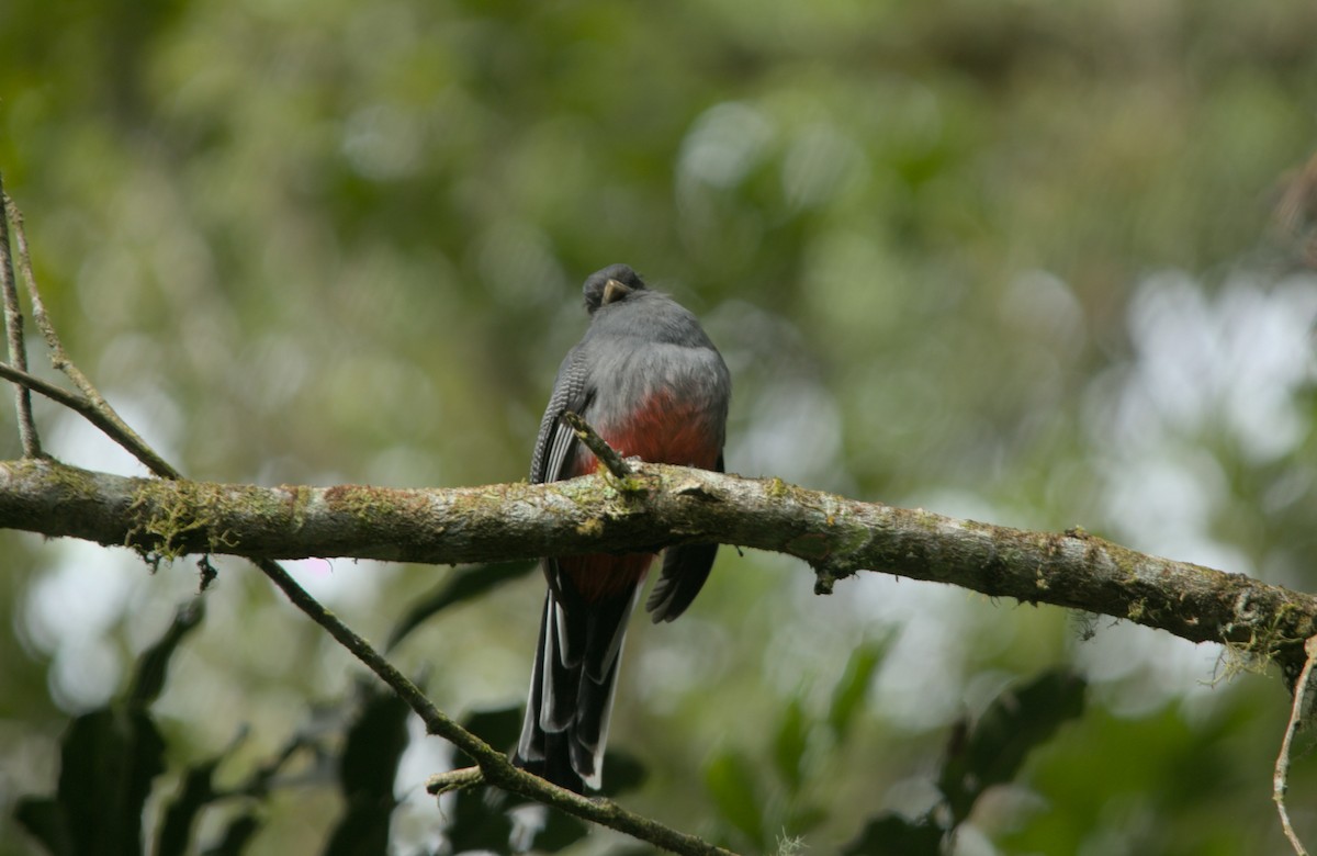 Surucua Trogon - ML639175662