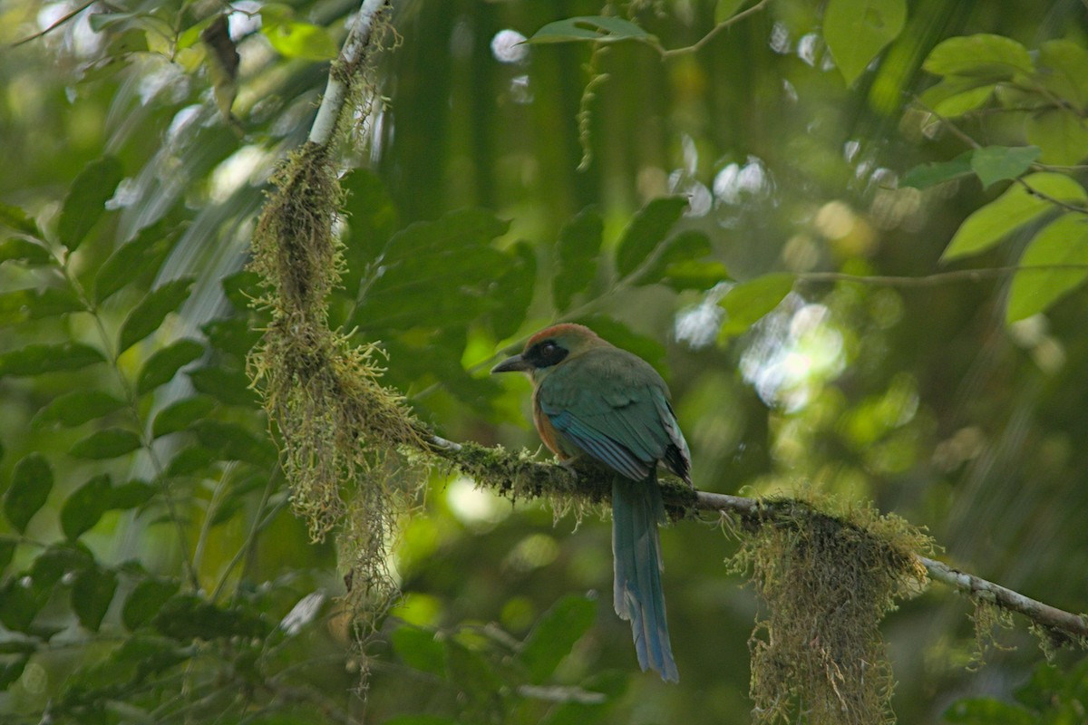 Rufous-capped Motmot - ML639175671