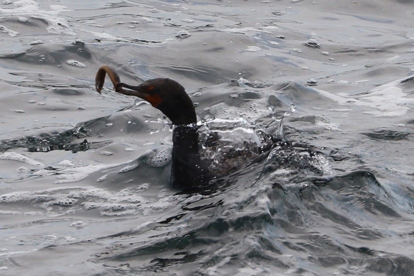 Double-crested Cormorant - ML639175673