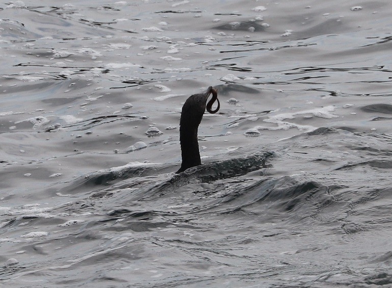 Double-crested Cormorant - ML639175674