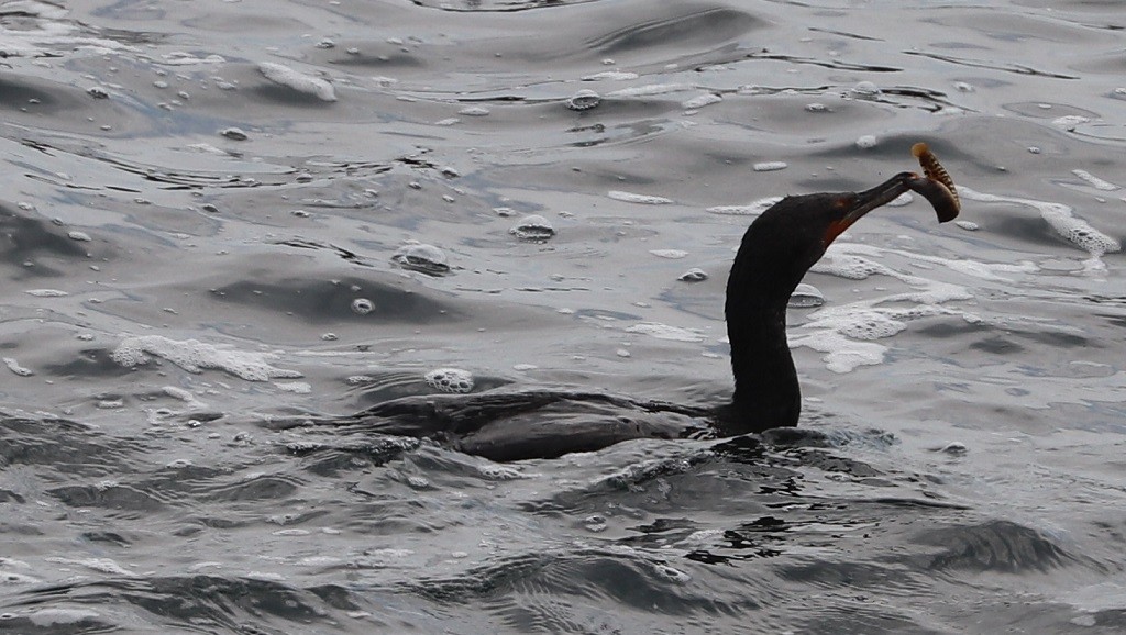 Double-crested Cormorant - ML639175675