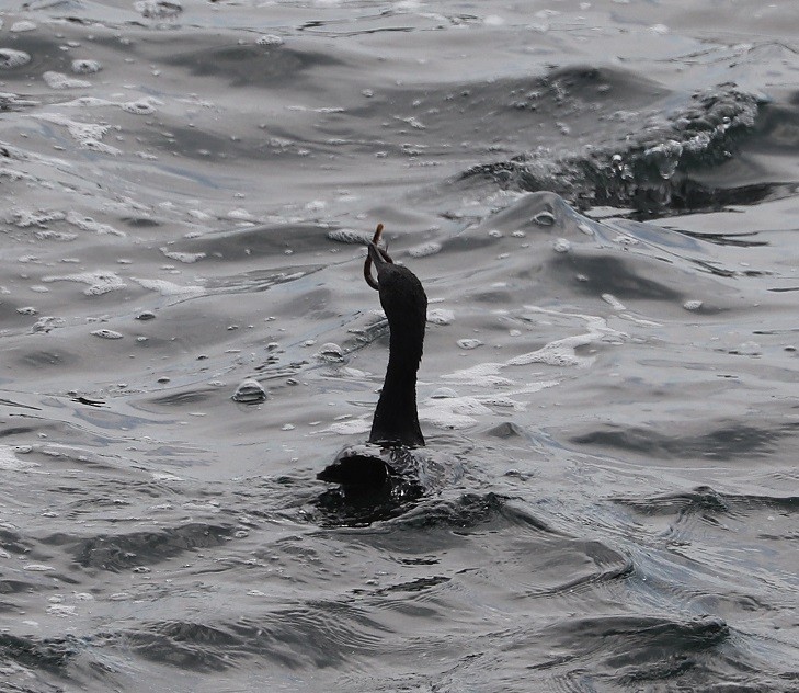 Double-crested Cormorant - ML639175676
