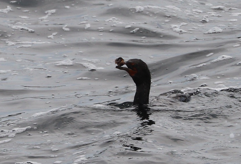 Double-crested Cormorant - ML639175677
