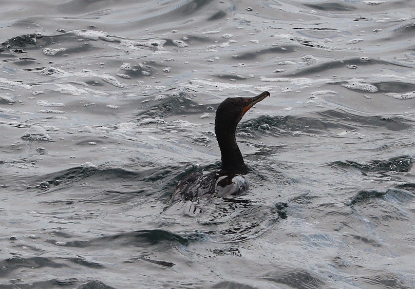 Double-crested Cormorant - ML639175678