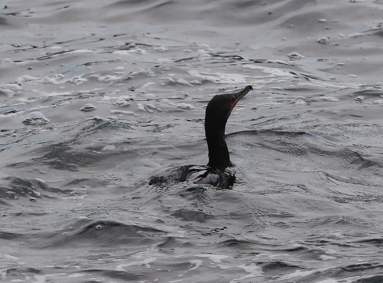 Double-crested Cormorant - ML639175679
