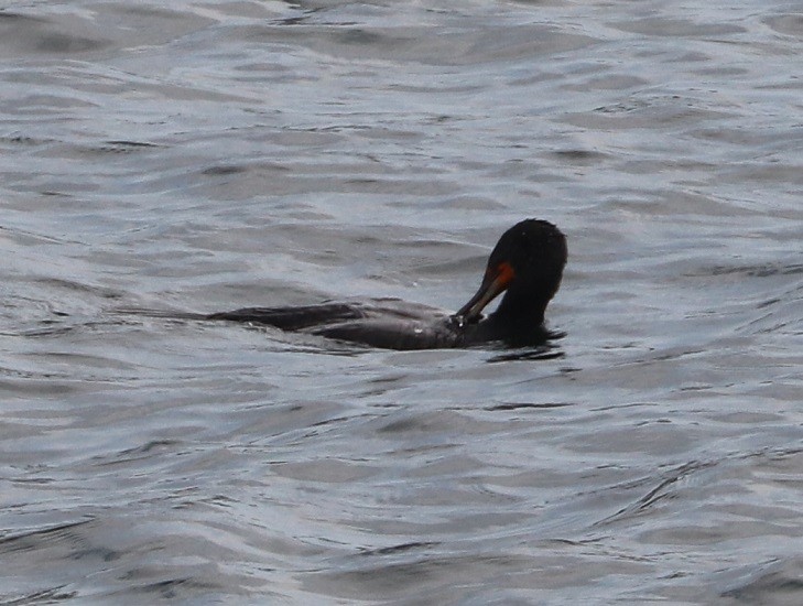 Double-crested Cormorant - ML639175680