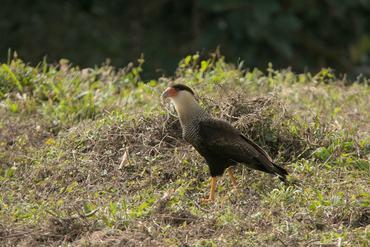 Crested Caracara - ML639175688