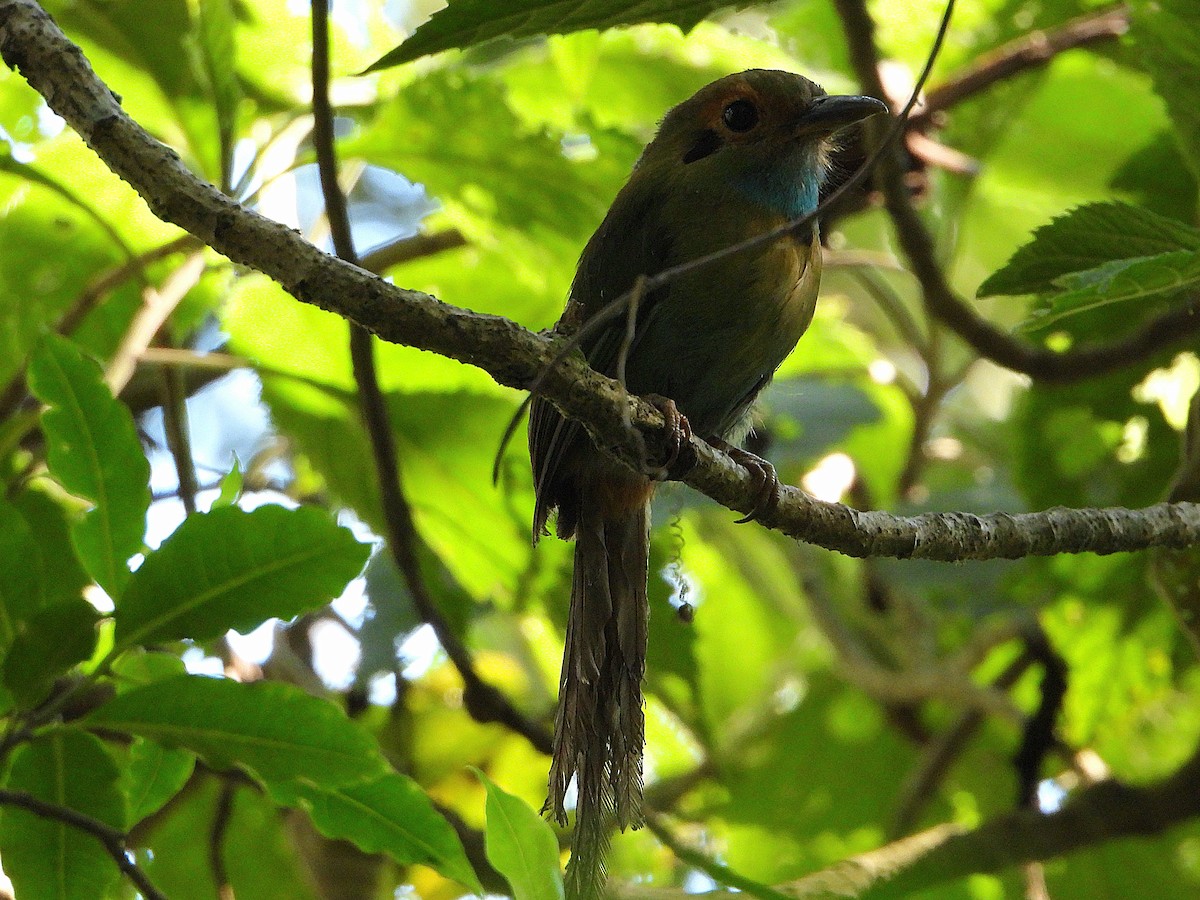 Motmot à gorge bleue - ML639175730