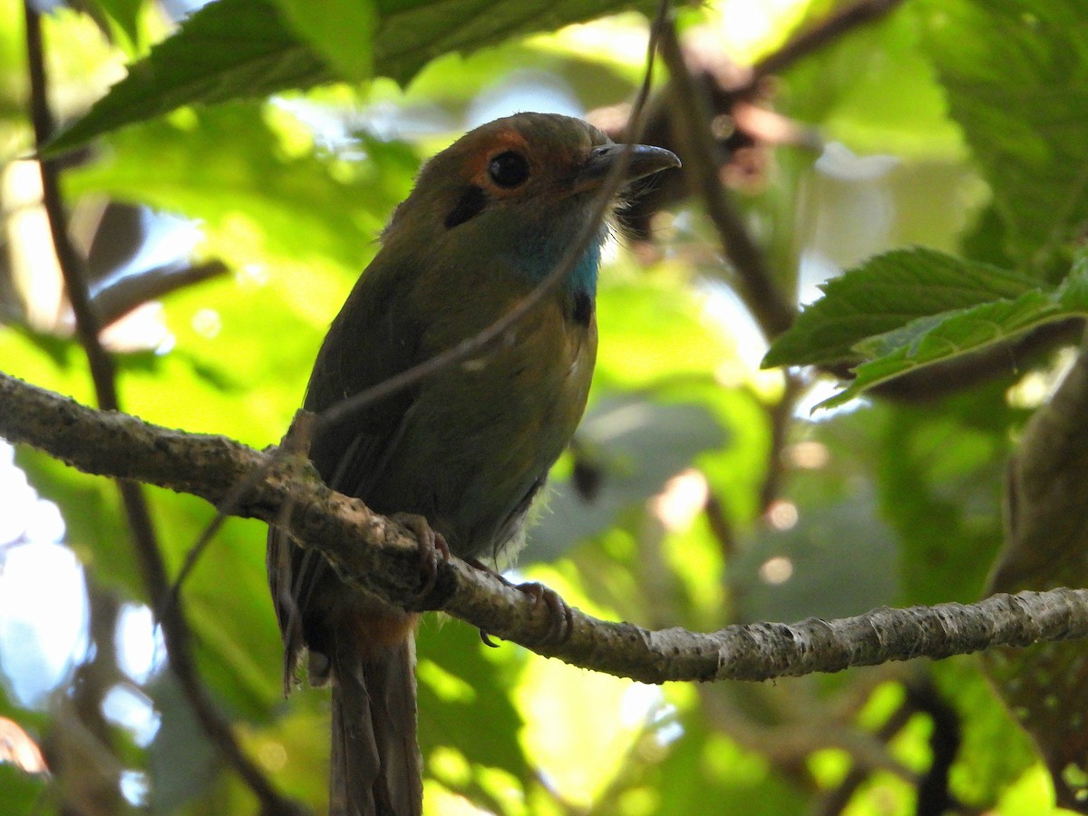 Motmot à gorge bleue - ML639175731