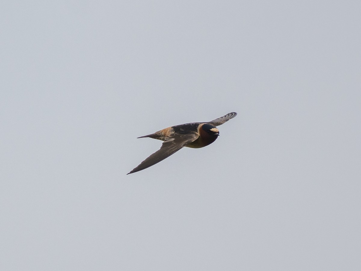 Cliff Swallow - ML639175732