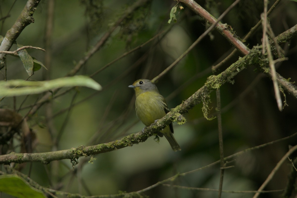 Wing-barred Piprites - ML639175745