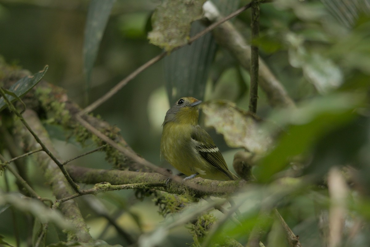 Wing-barred Piprites - ML639175746