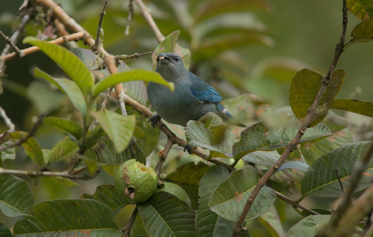 Azure-shouldered Tanager - ML639175755