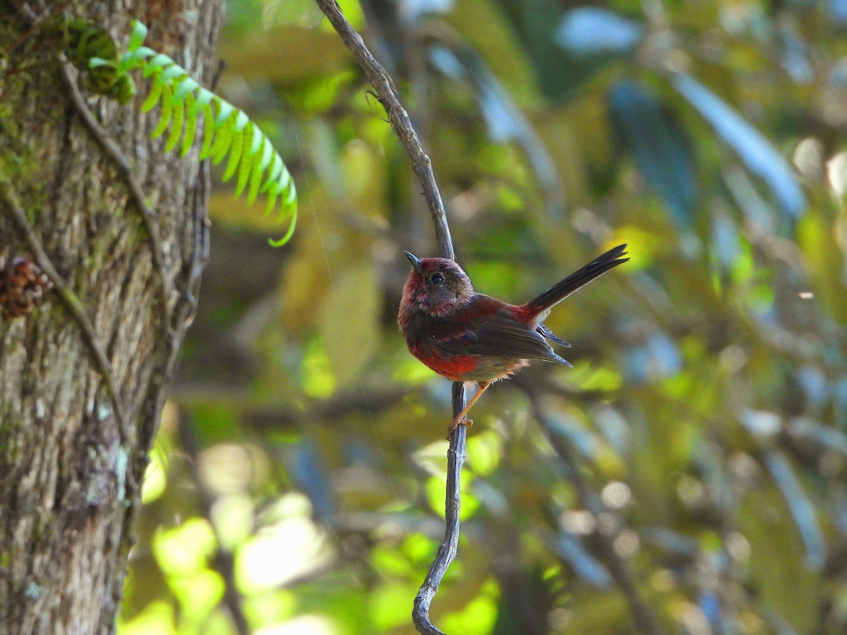 Pink-headed Warbler - ML639175768