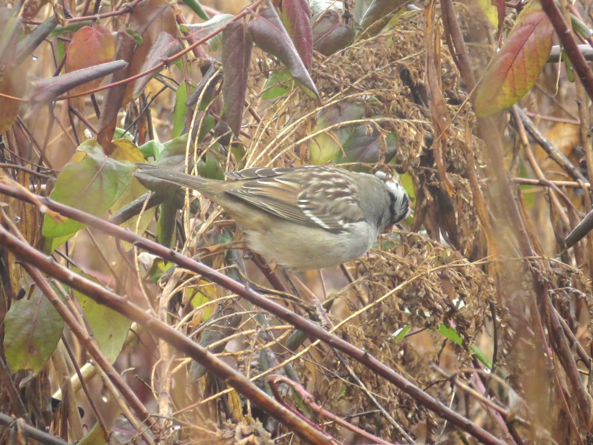 White-crowned Sparrow - ML639175831