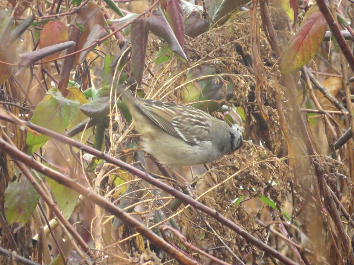 White-crowned Sparrow - ML639175832