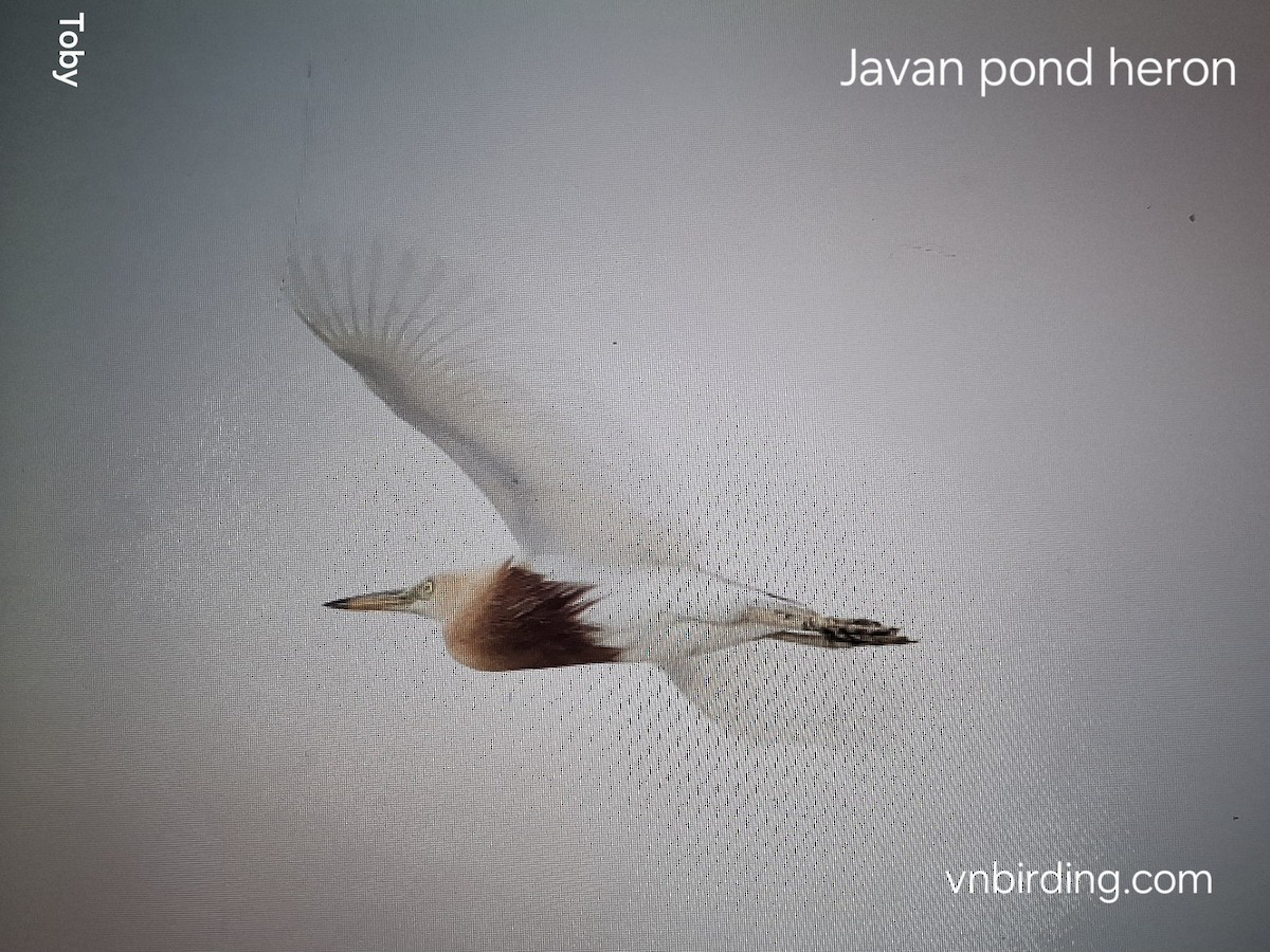 Javan Pond-Heron - ML639175847