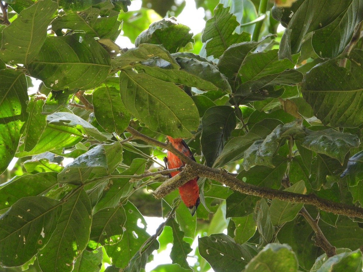 White-winged Tanager - ML639175870