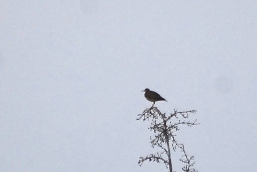 bartramie dlouhoocasá - ML639175899