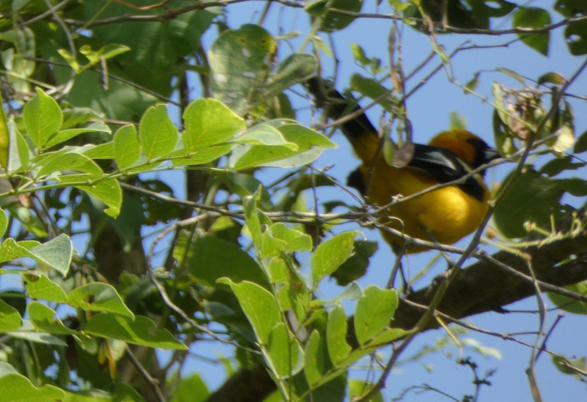 White-edged Oriole - ML639175960