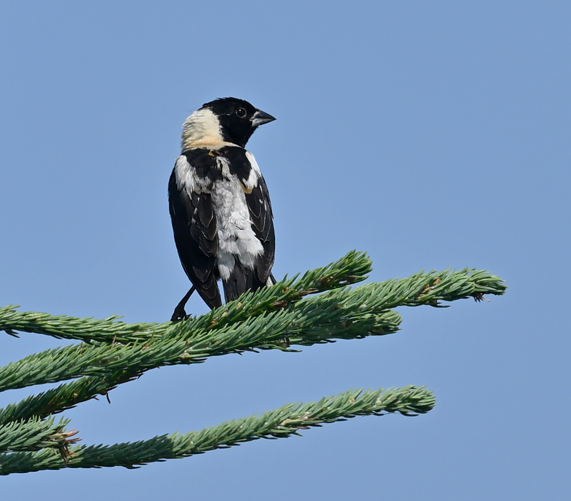 Bobolink - ML639175995