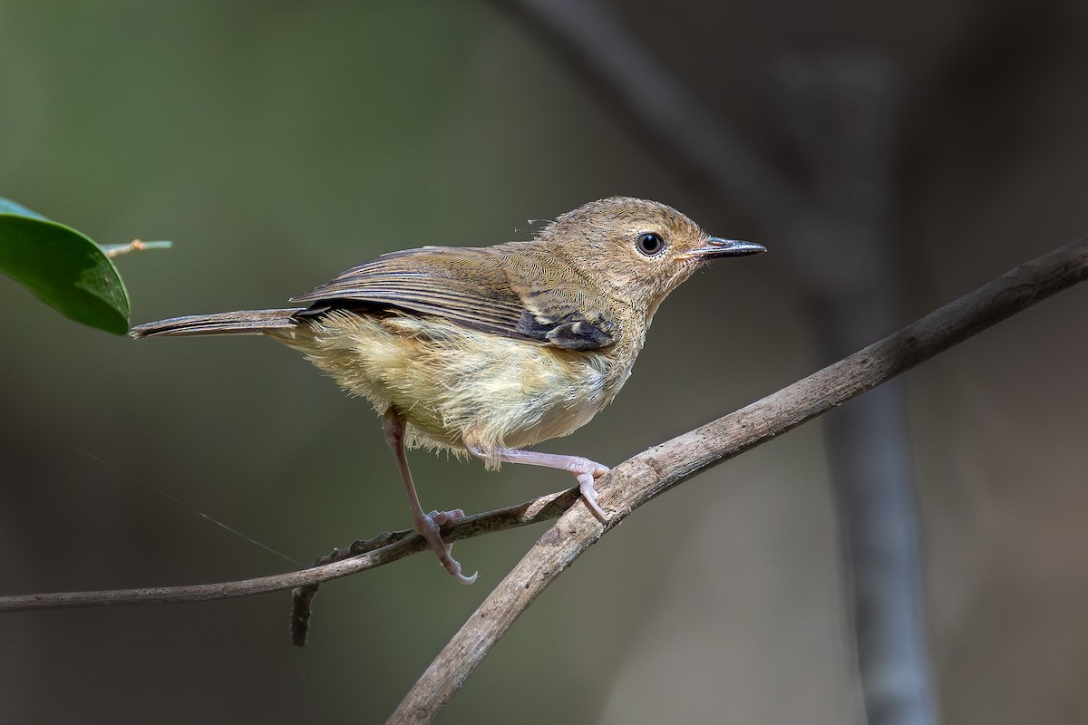Tropical Scrubwren - ML639176085