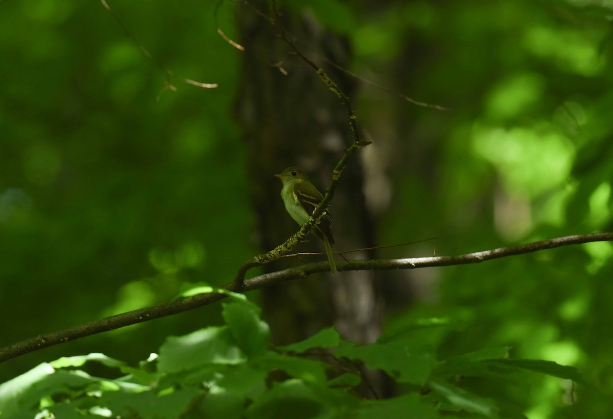 Acadian Flycatcher - ML639176103