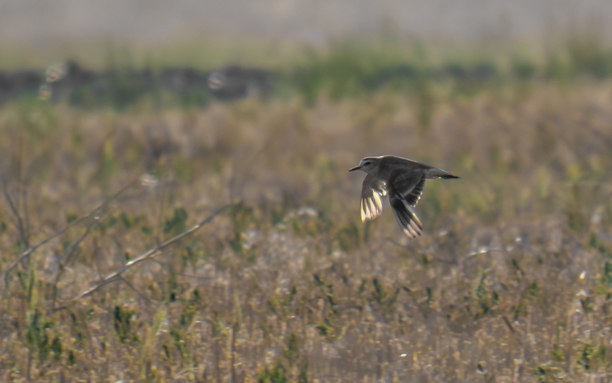 Mountain Plover - ML639176164
