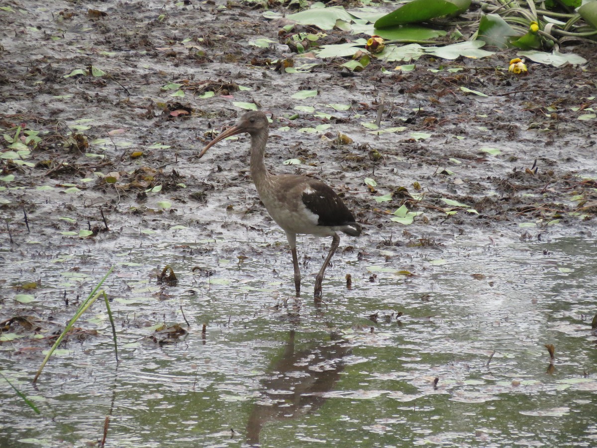 White Ibis - ML639176442